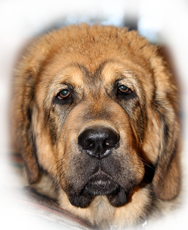 tibetan mastiff